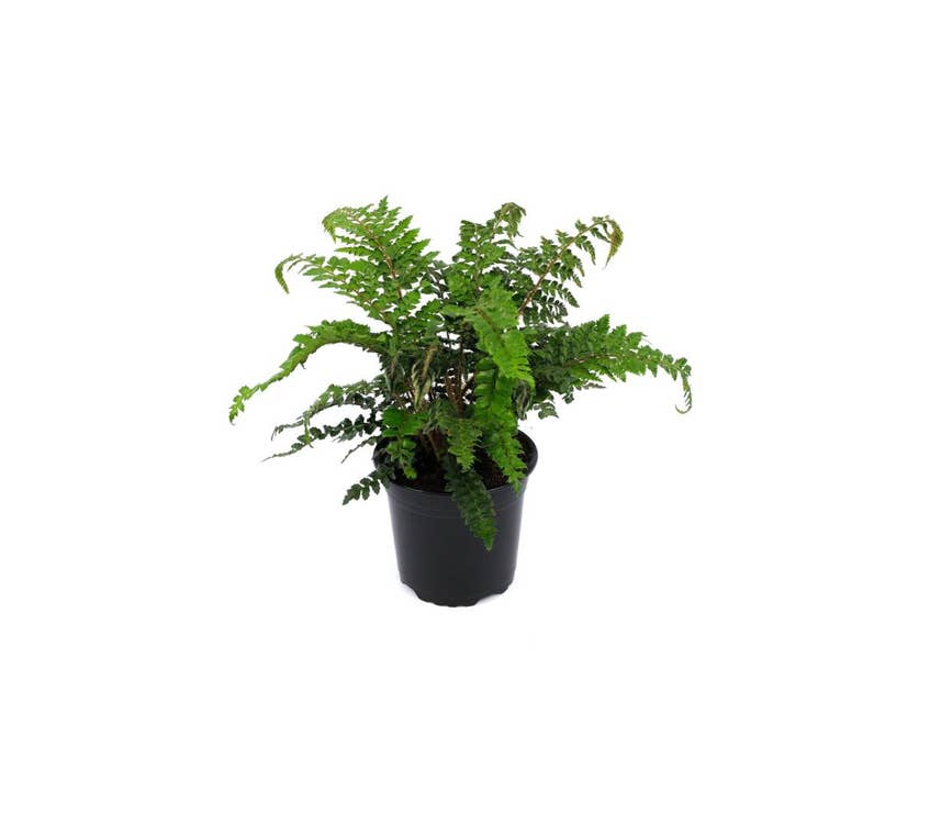 Fern Polystichum sp.