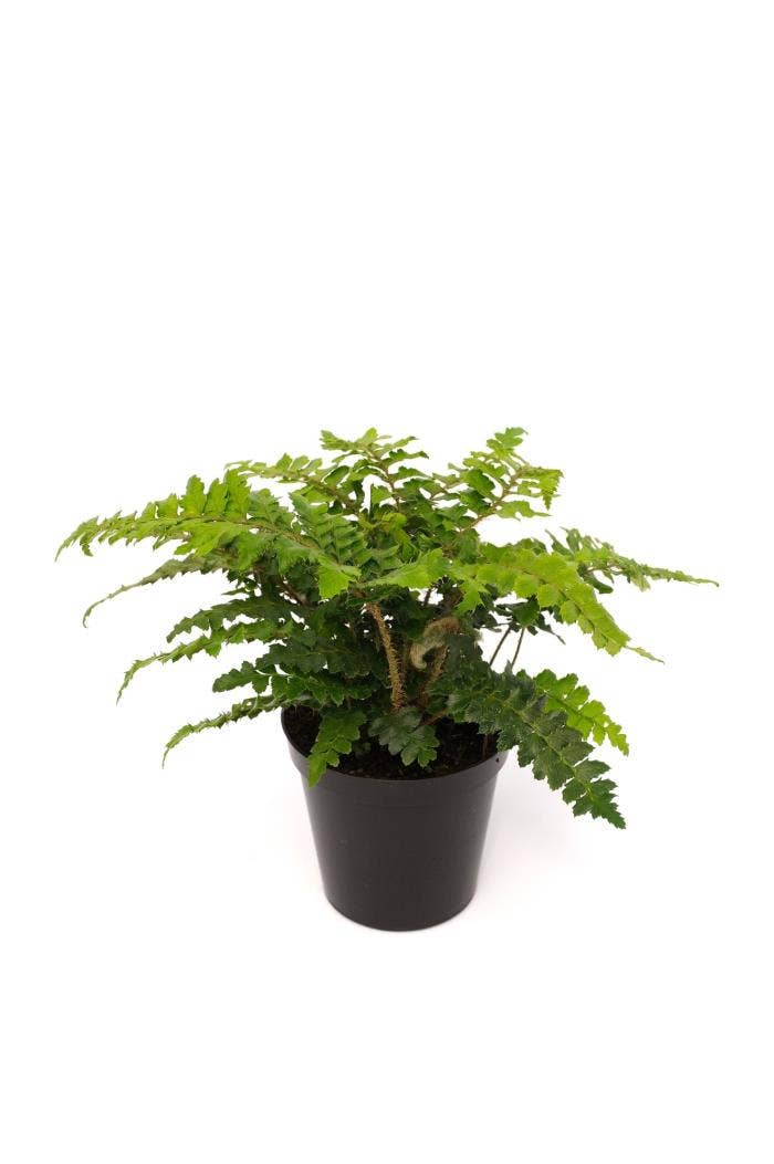 Fern Polystichum sp.