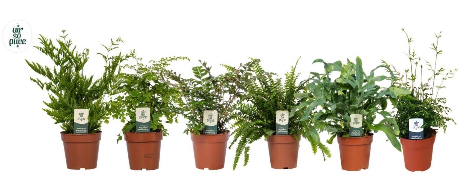 Fern