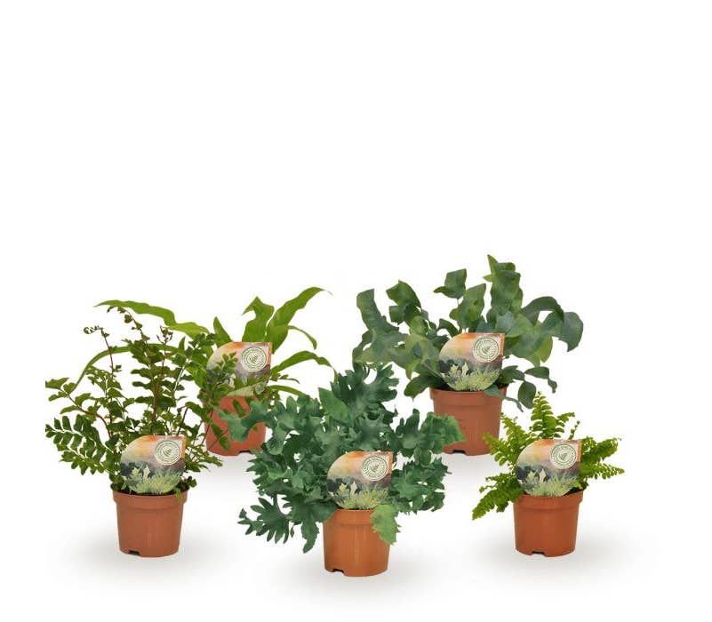 Fern Green Solutions