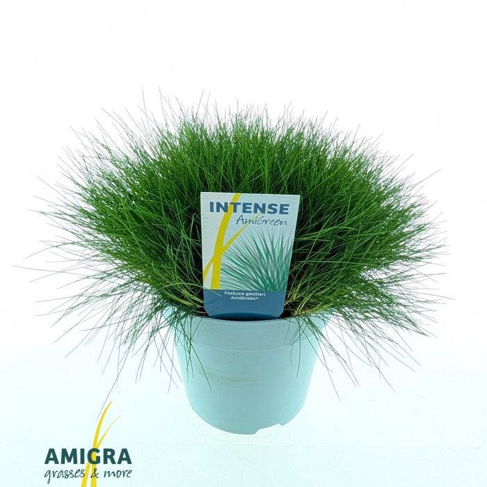 Festuca gautieri AmiGreen