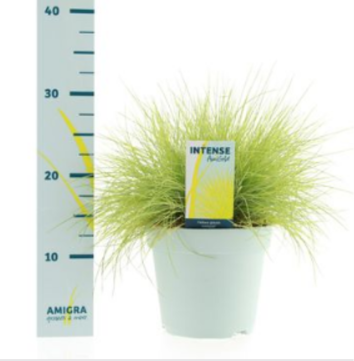 Festuca gla. 'Amigold'