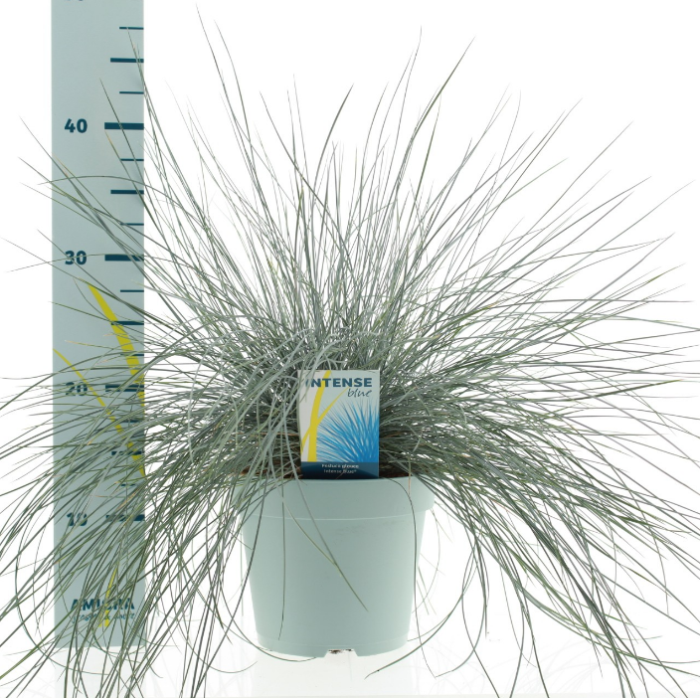 Festuca gla. 'Intense Blue'