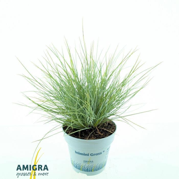 Festuca glauca AmiGold