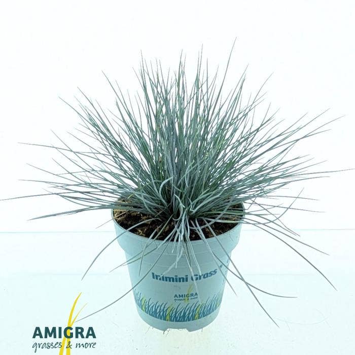Festuca glauca compacta Blue
