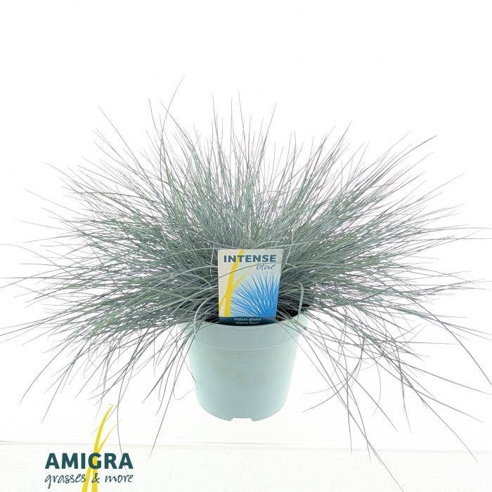 Festuca glauca Intense Blue