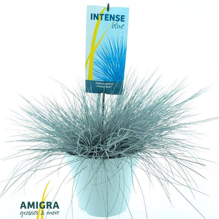 Festuca glauca Intense Blue