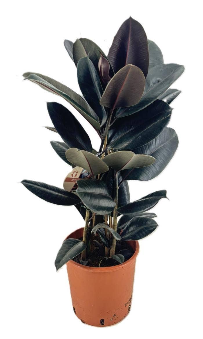 Ficus abidjan
