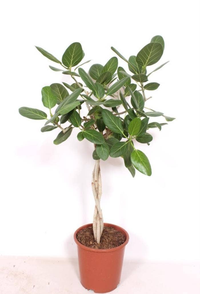 Ficus benghalensis