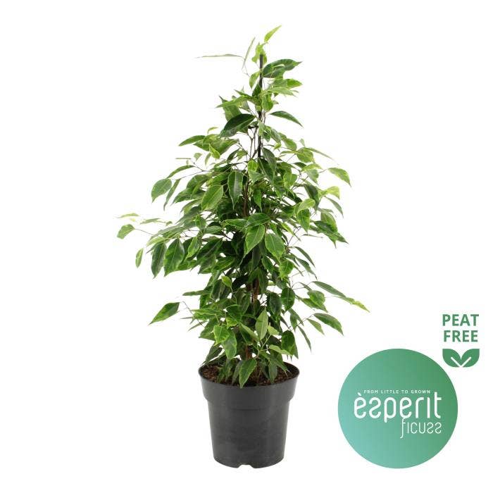 Ficus benj. Anastasia