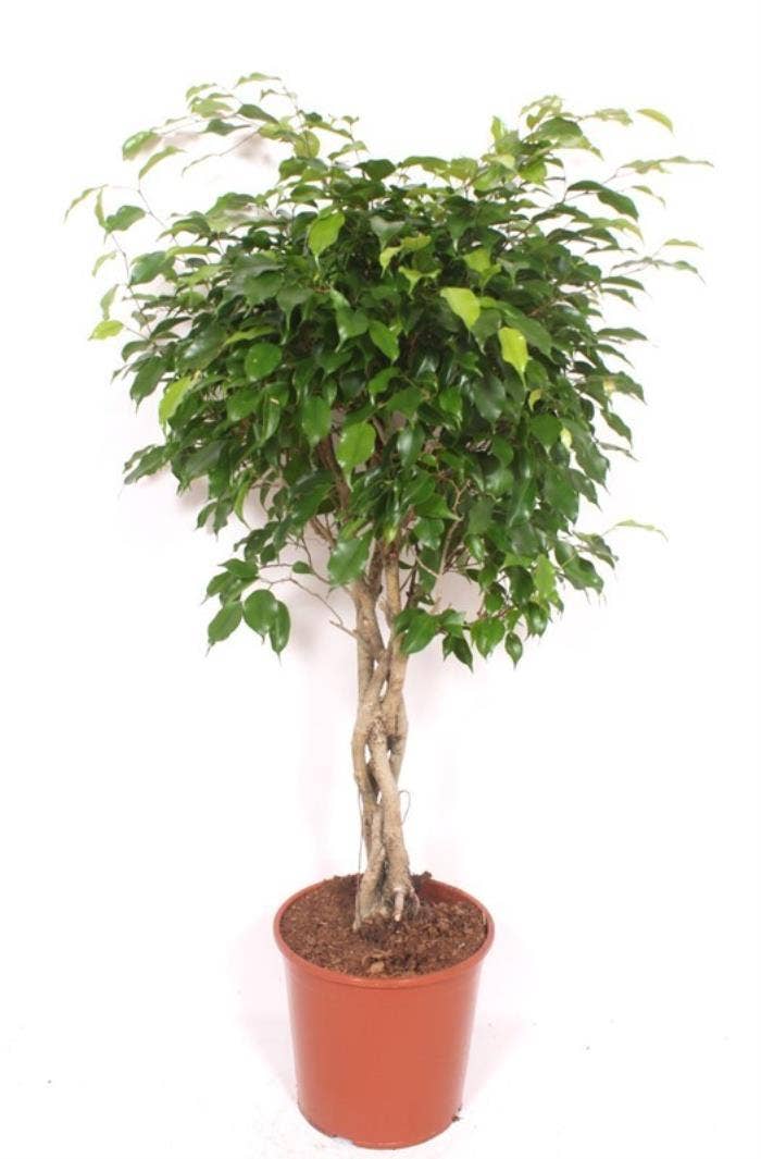 Ficus benj. Exotica