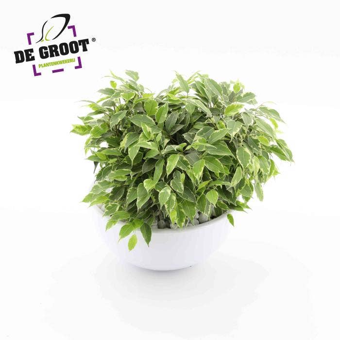 Ficus benj. Kinky in bowl