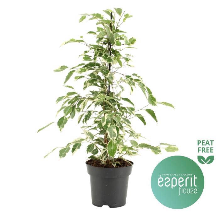 Ficus benj. Twilight