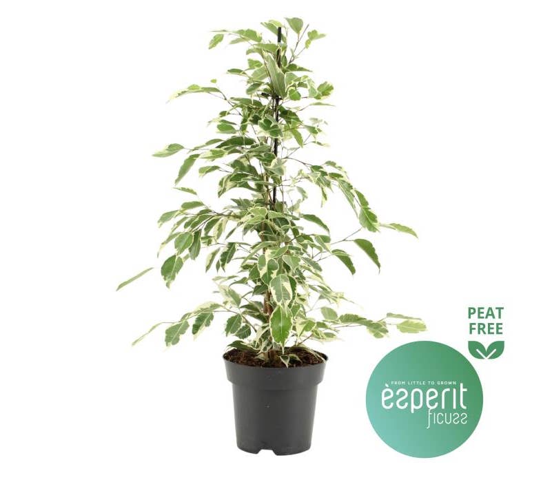Ficus benj. Twilight