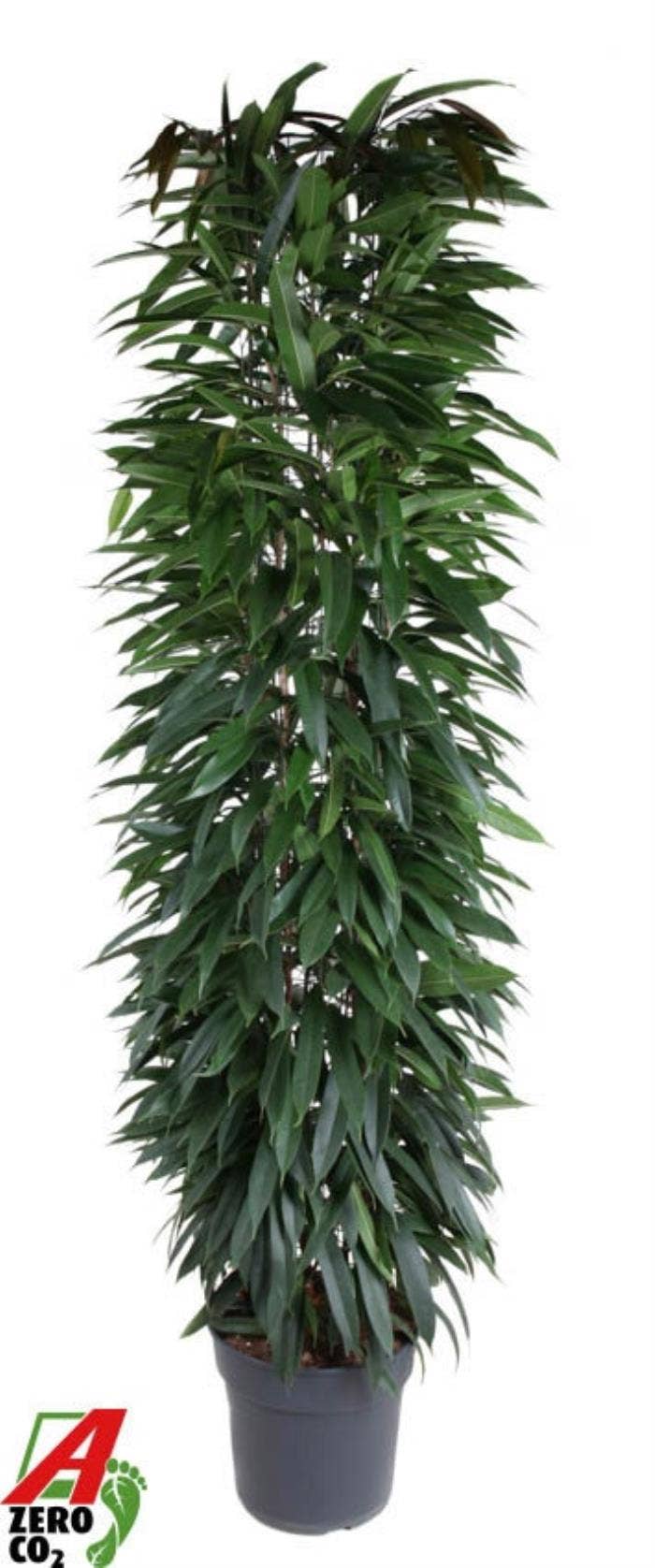 Ficus binn. Alii King