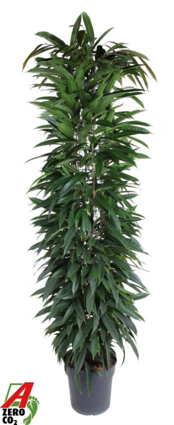 Ficus binn. Alii king 