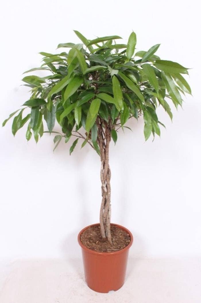 Ficus binn. Amstel King
