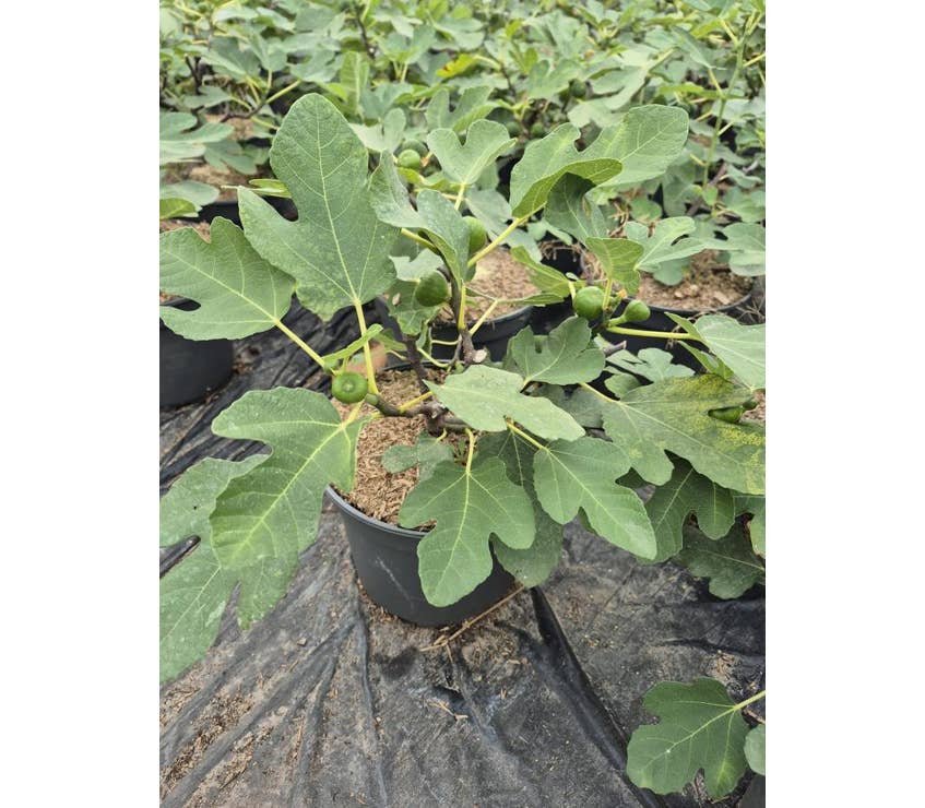 Ficus carica 'Firoma'