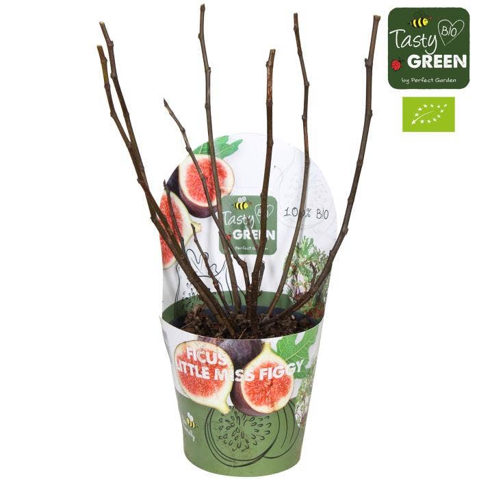 Ficus carica 'Little Miss Figgy'