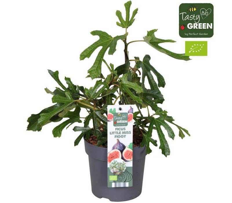 Ficus carica 'Little Miss Figgy'