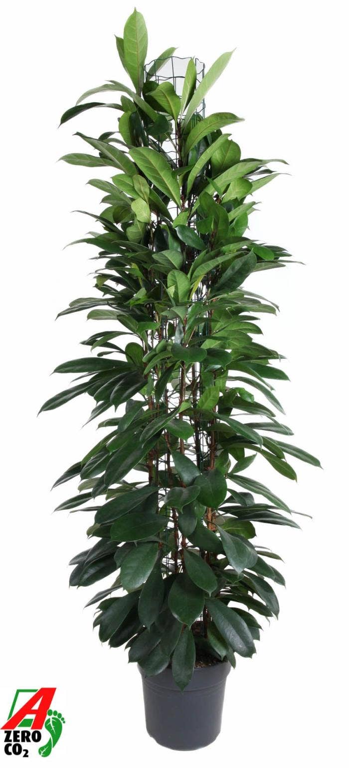 Ficus cyathistipula