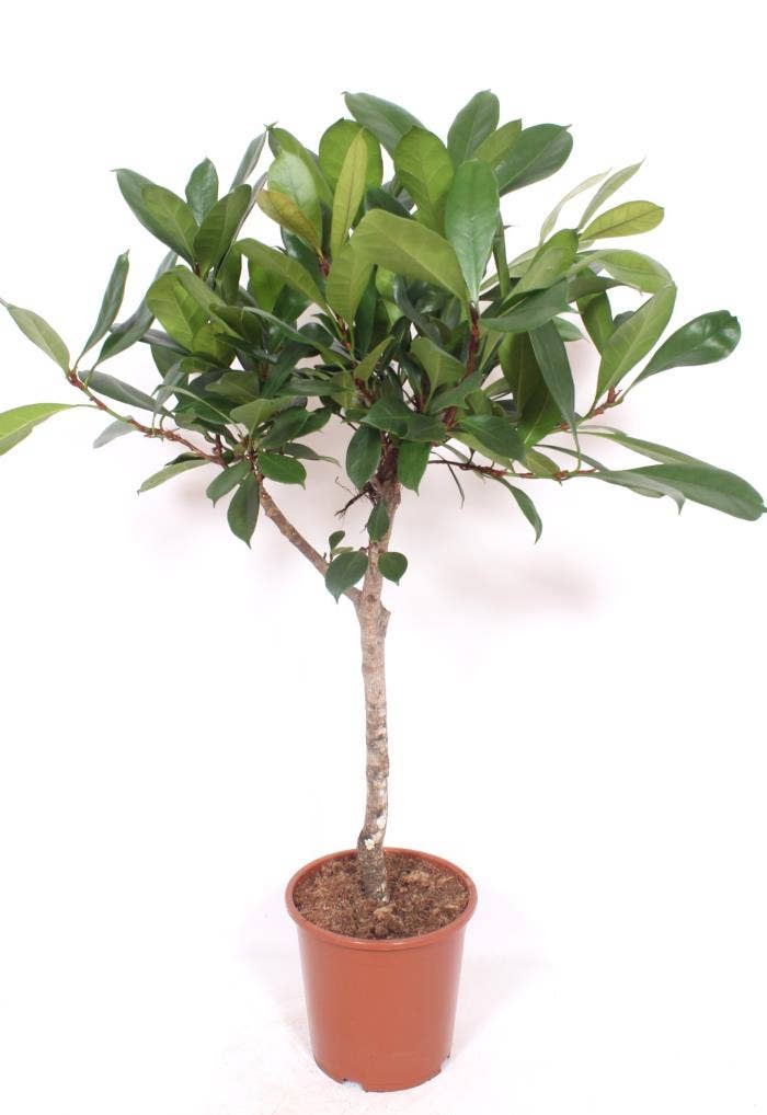 Ficus cyathistipula