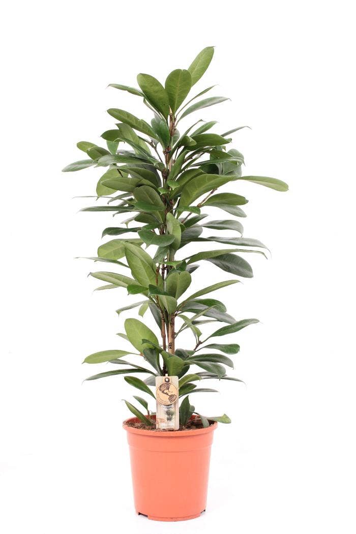 Ficus cyathistipula