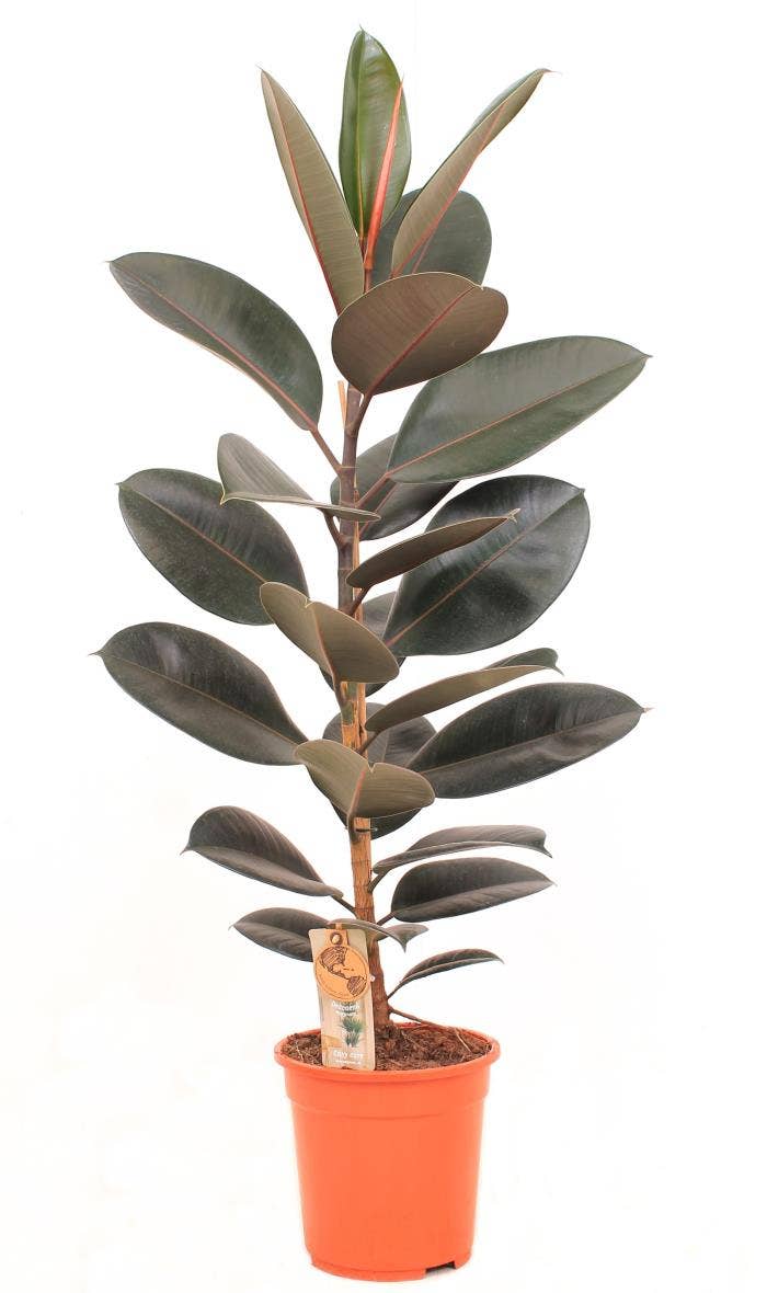 Ficus el. Abidjan