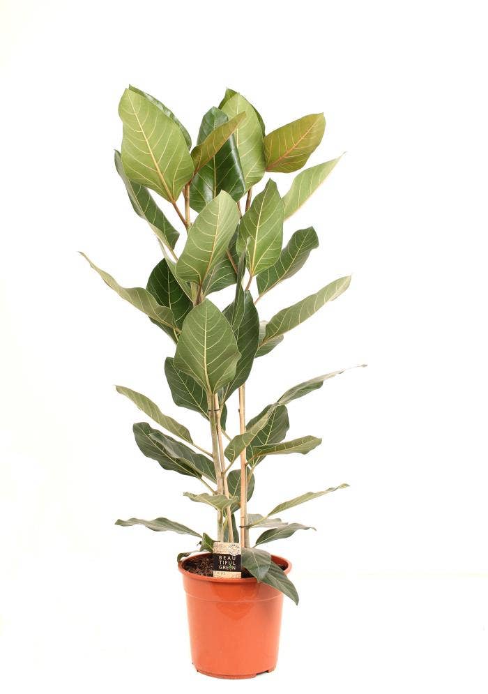 Ficus el. Joy