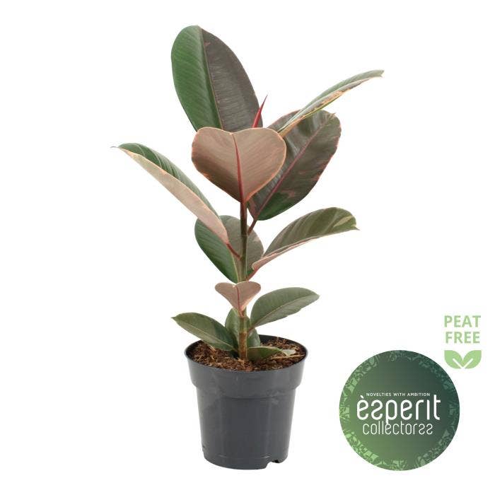 Ficus el. Pink Camouflage