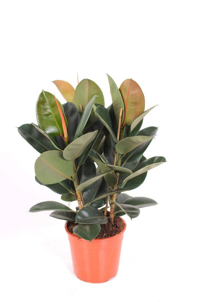Ficus el. Robusta