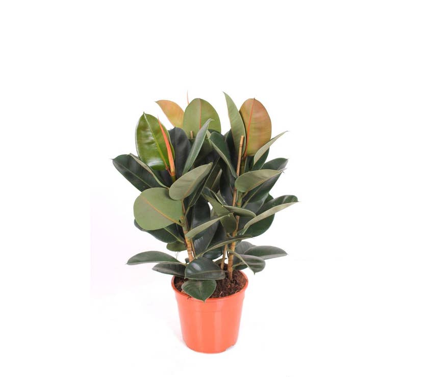 Ficus el. Robusta