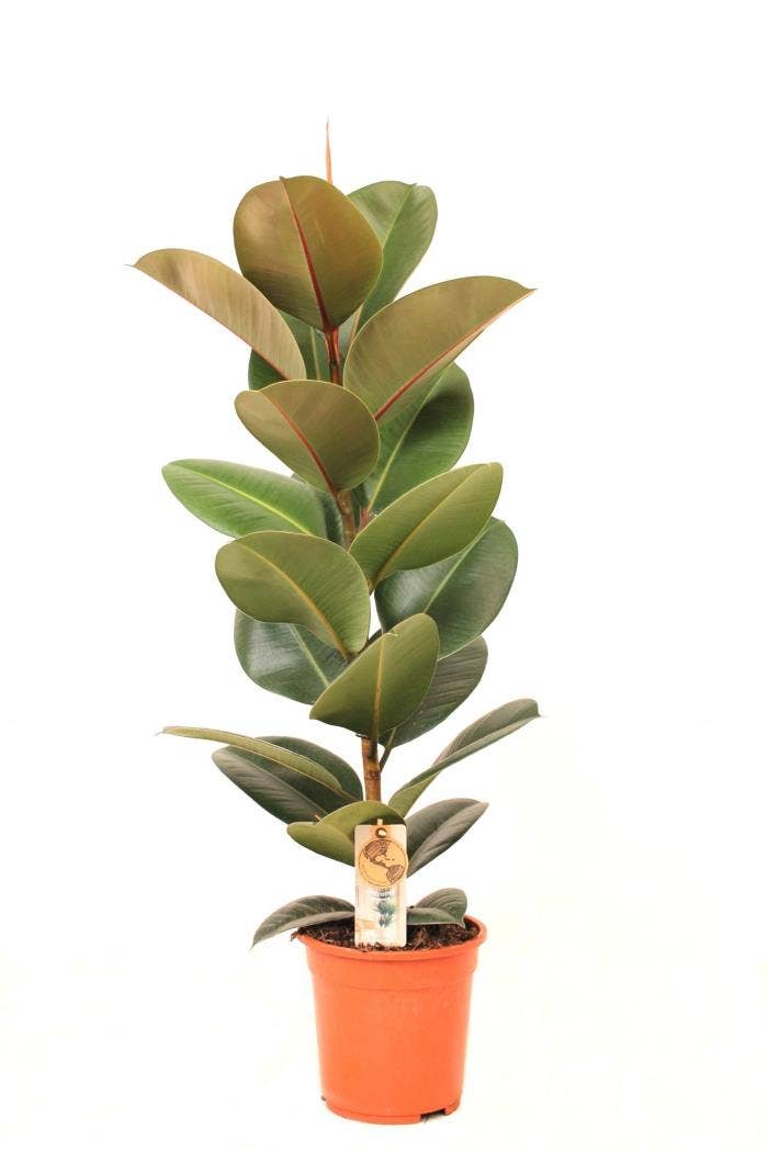 Ficus el. Robusta