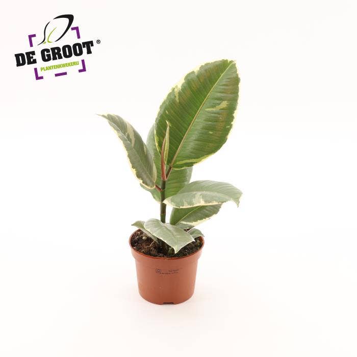 Ficus el. Tineke