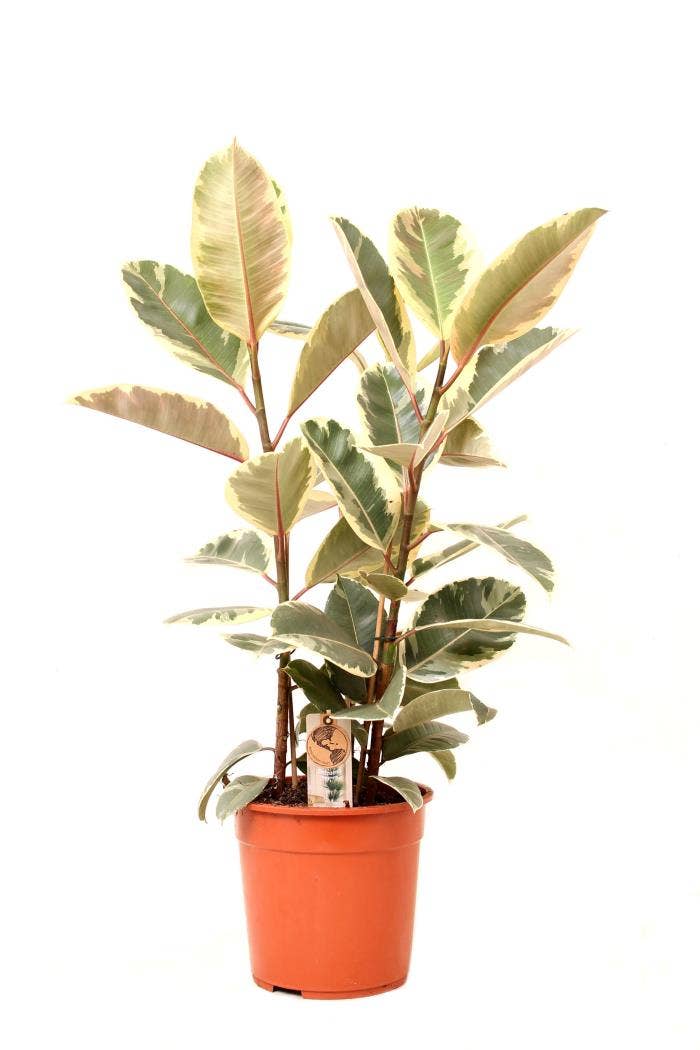 Ficus el. Tineke