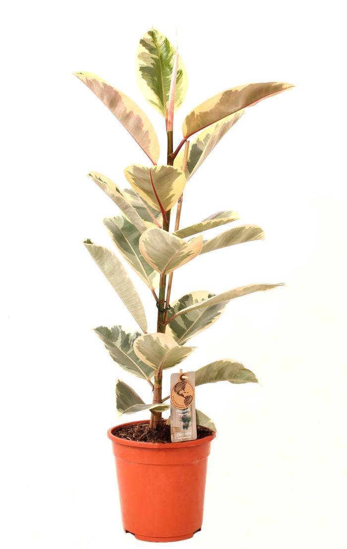 Ficus el. Tineke