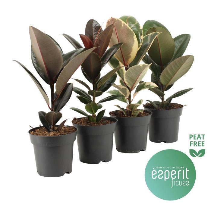 Ficus el.