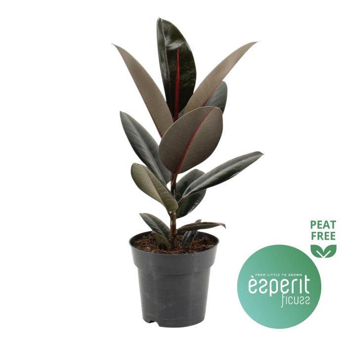 Ficus elastica Abidjan