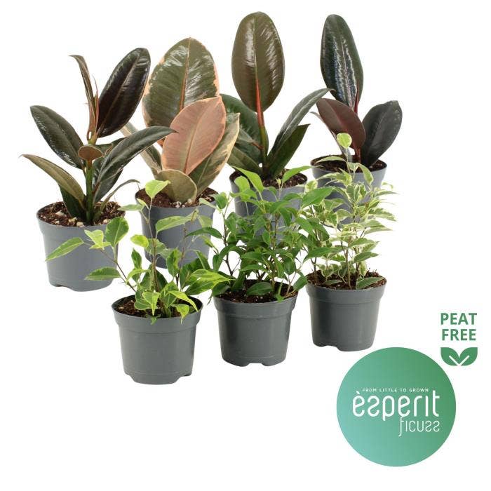 Ficus Ficuss Mix 5-7 srt.