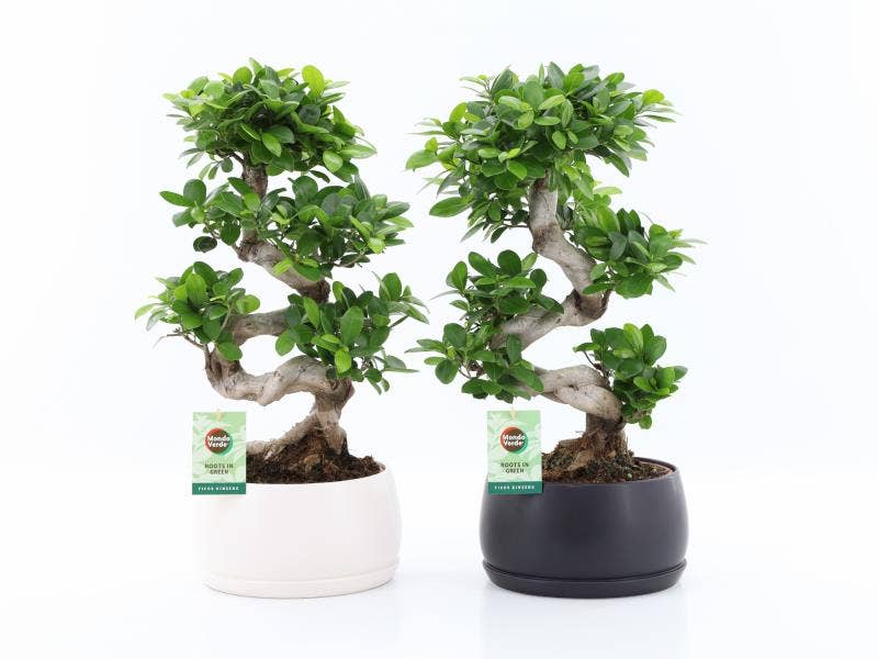 Ficus Ginseng S type in Shengzi schalen