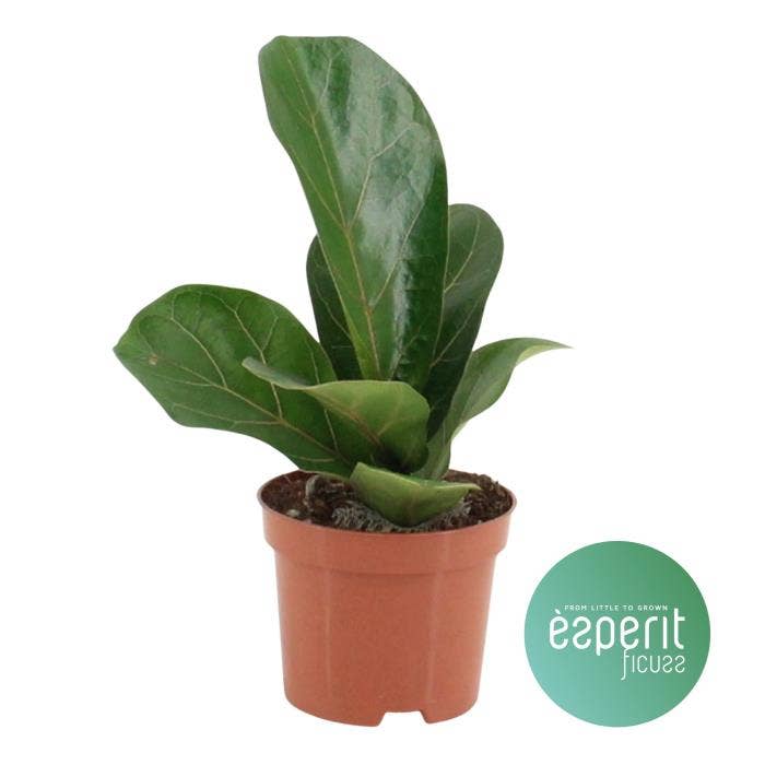 Ficus lyrata Bambino