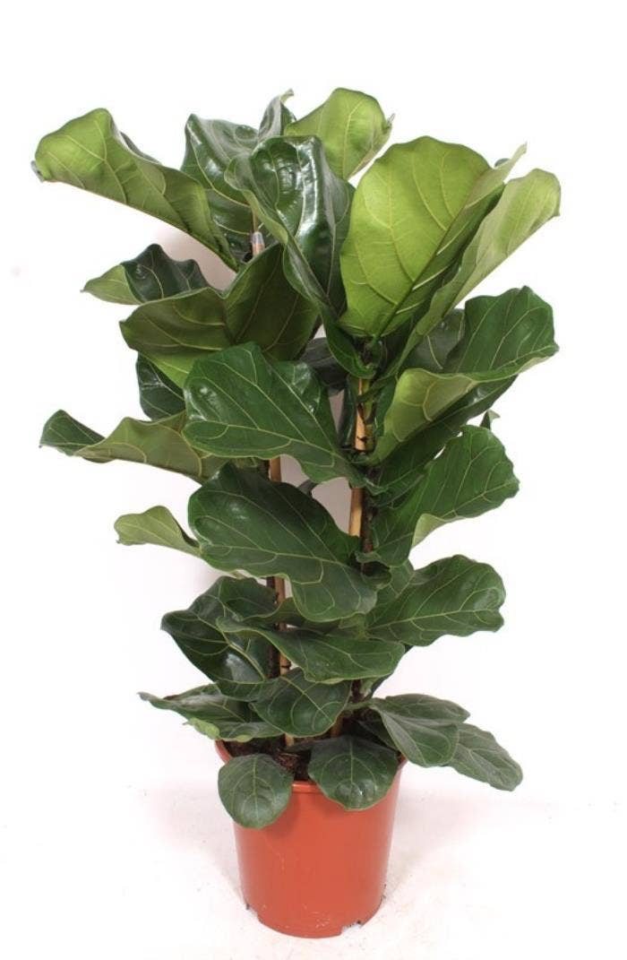 Ficus lyrata