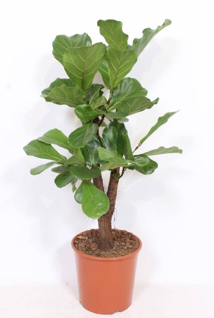 Ficus lyrata