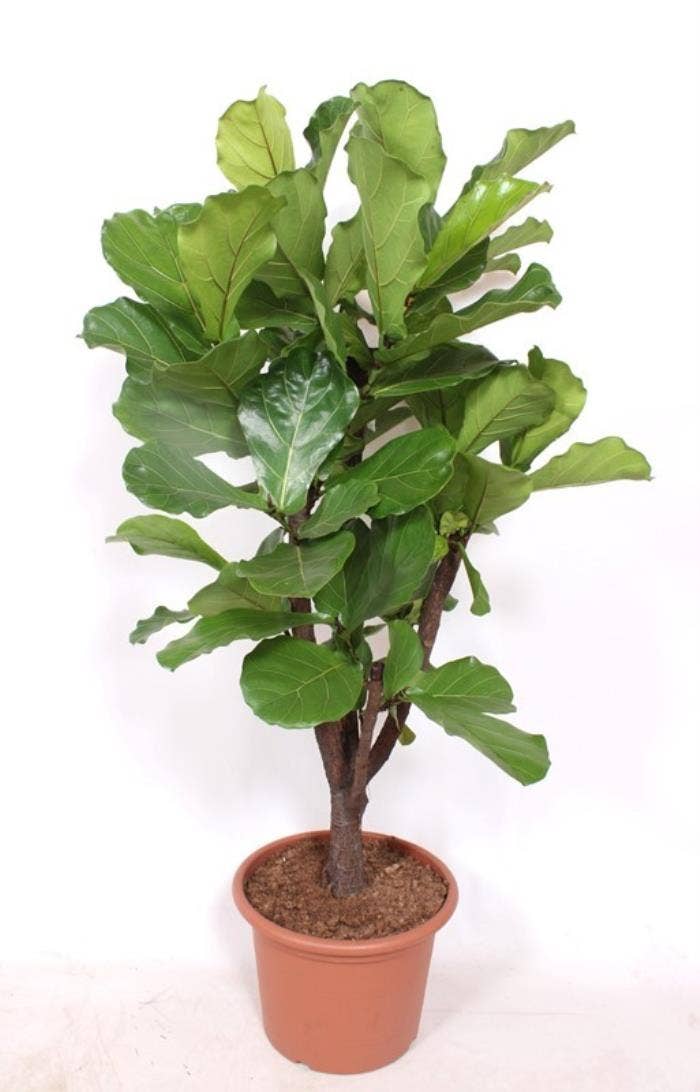 Ficus lyrata