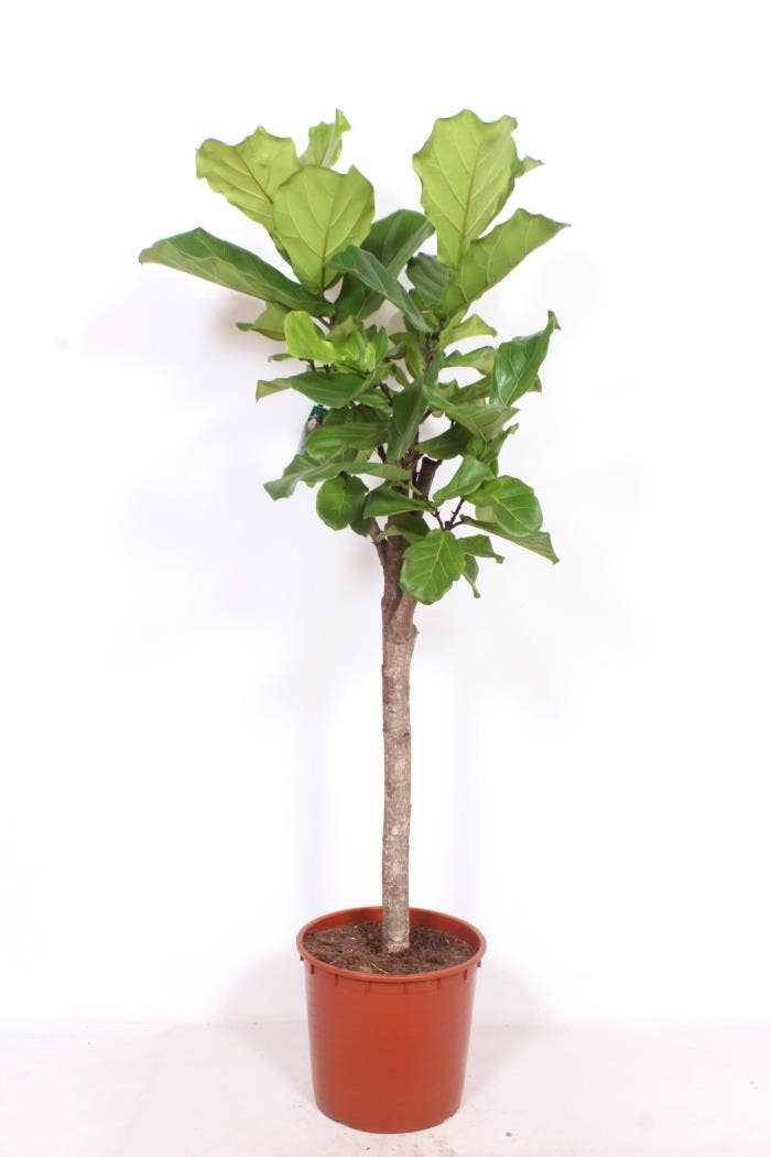 Ficus lyrata