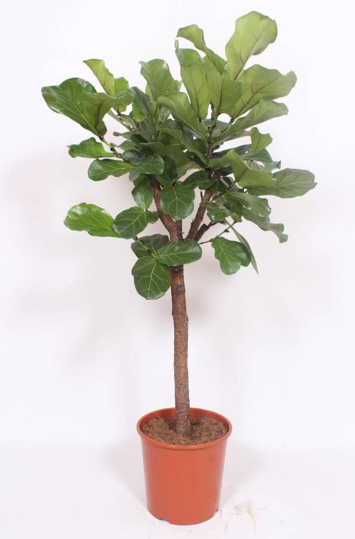 Ficus lyrata