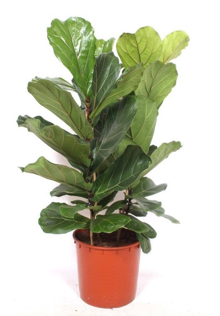 Ficus lyrata