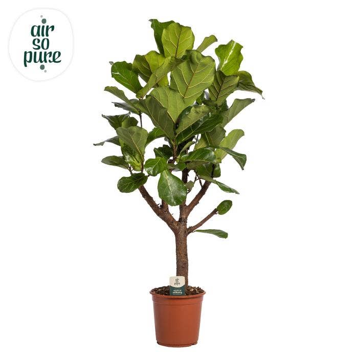 Ficus lyrata