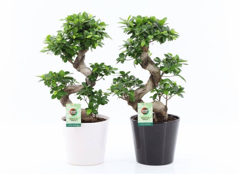 Ficus micr. Ginseng in Black & White