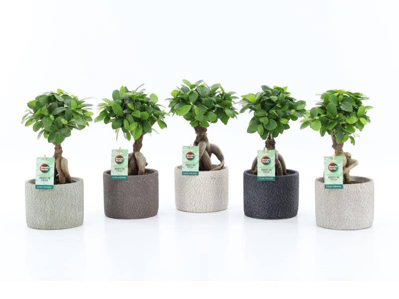 Ficus micr. Ginseng in Classic Stone